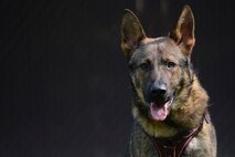 Canine handlers from local police departments joined the 3rd Military Police Detachment for military working dog training at Joint Base Langley-Eustis, July 24-27, 2017.