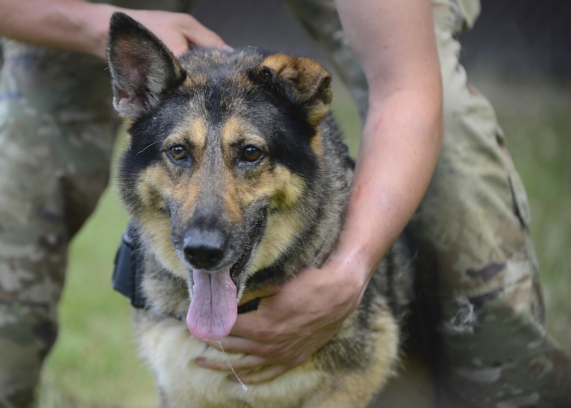 Canine handlers from local police departments joined the 3rd Military Police Detachment for military working dog training at Joint Base Langley-Eustis, July 24-27, 2017.