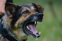 Canine handlers from local police departments joined the 3rd Military Police Detachment for military working dog training at Joint Base Langley-Eustis, July 24-27, 2017.