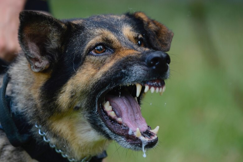 Military Working Dogs Bite Into Joint Training Joint Base Langley Eustis Article Display