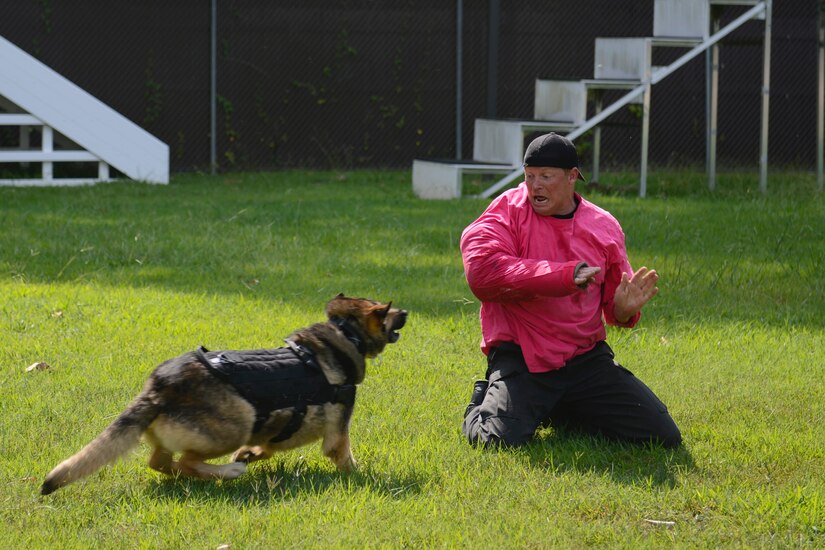 Canine handlers from local police departments joined the 3rd Military Police Detachment for military working dog training at Joint Base Langley-Eustis, July 24-27, 2017.