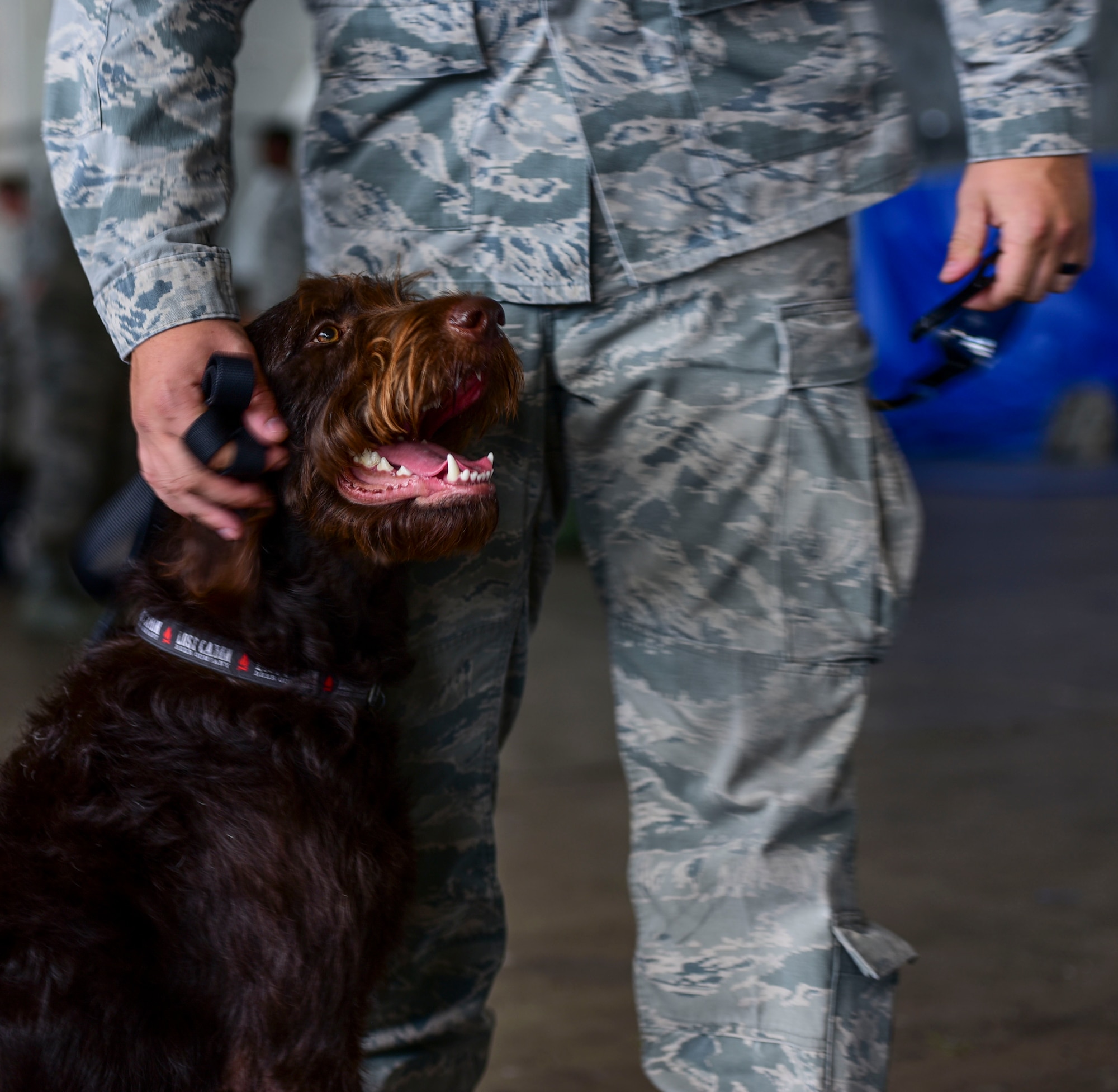 Staff Sgt. Ted Zielinski, an electronic warfare systems craftsman with the 28th Aircraft Maintenance Squadron, pets his dog, Buckley, while waiting for his luggage after returning from Red Flag 17-3, July 29, 2017. The exercise provides aircrews an opportunity to train in realistic scenarios to increase combat readiness, capability and survivability. (U.S. Air Force photo by Airman 1st Class Randahl J. Jenson)  