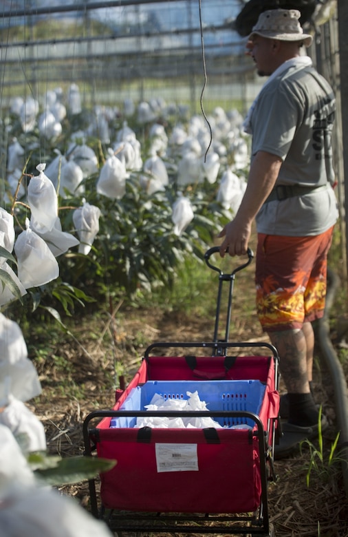 Mike A. Miranda, also known as Mango Mike, searches for ripe mangos in one of his greenhouses, July 22, 2017 in Motobu, Okinawa, Japan.