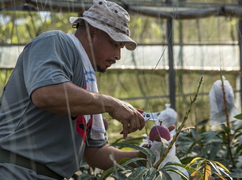 Mike A. Miranda, also known as Mango Mike, clips a mango from one of his trees, July 22, 2017 in Motobu, Okinawa, Japan.