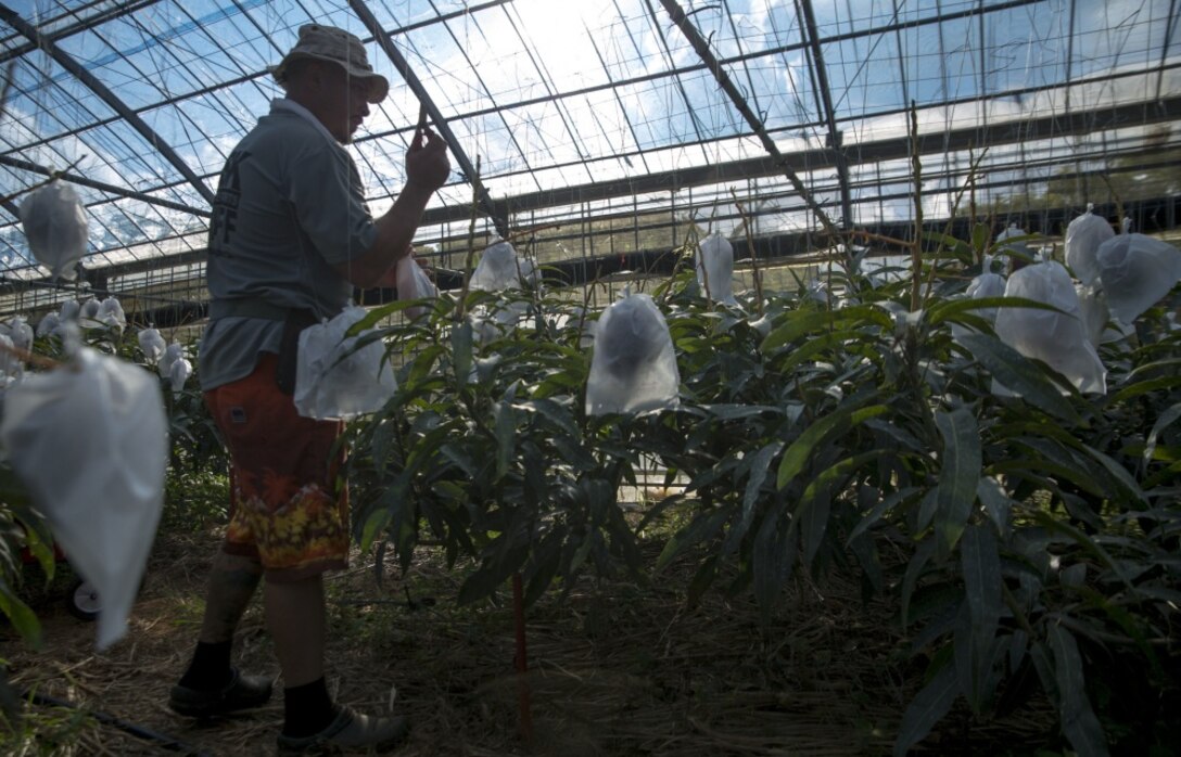 Mike A. Miranda, also known as Mango Mike, gathers mangos from his trees, July 22, 2017 in Motobu, Okinawa, Japan.