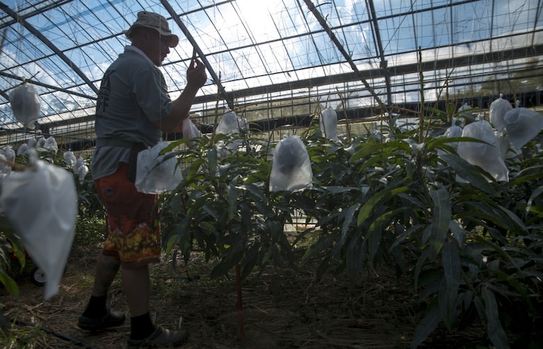Mike A. Miranda, also known as Mango Mike, gathers mangos from his trees, July 22, 2017 in Motobu, Okinawa, Japan.