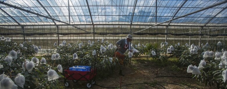 Mike A. Miranda, also known as Mango Mike, harvests mangos in his greenhouse, July 22, 2017 in Motobu, Okinawa, Japan.