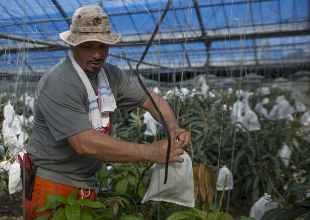 Mike A. Miranda, also known as Mango Mike, bags an unripe mango to aid the harvesting process in one of his greenhouses, July 22, 2017 in Motobu, Okinawa, Japan.