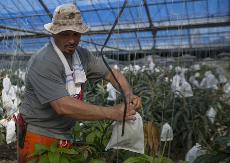 Mike A. Miranda, also known as Mango Mike, bags an unripe mango to aid the harvesting process in one of his greenhouses, July 22, 2017 in Motobu, Okinawa, Japan.