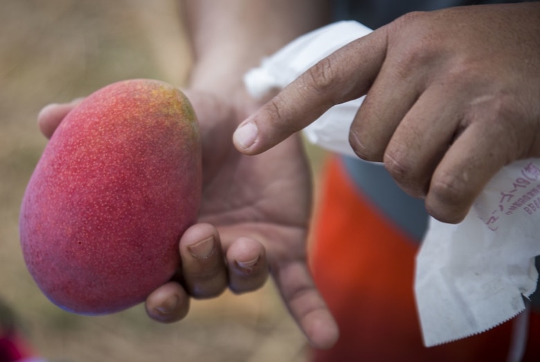 Mike A. Miranda, also known as Mango Mike, points out the qualities of a ripe mango, July 22, 2017 in Motobu, Okinawa, Japan.