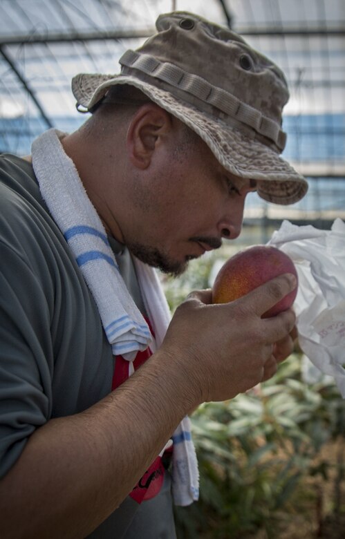 Mike A. Miranda, also known as Mango Mike, smells a ripe mango, July 22, 2017 in Motobu, Okinawa, Japan.