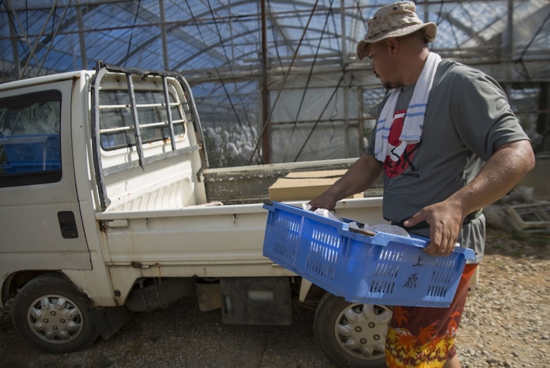 Mike A. Miranda, also known as Mango Mike, loads a cart of mangos, July 22, 2017 in Motobu, Okinawa, Japan.