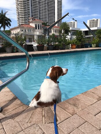 Zues, a foster dog transported by Maj. Ron Johnson, 437th Operations Support Squadron assistant director of operations and C-17 Globemaster III pilot, as part of Pilots N' Paws, sits in a pool in Jacksonville, Fl.