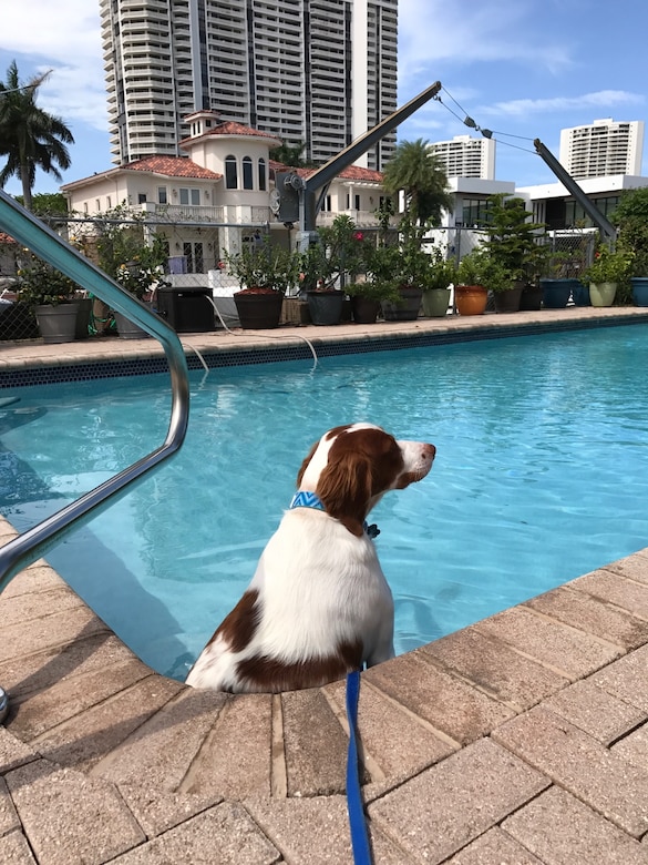 Zues, a foster dog transported by Maj. Ron Johnson, 437th Operations Support Squadron assistant director of operations and C-17 Globemaster III pilot, as part of Pilots N' Paws, sits in a pool in Jacksonville, Fl.