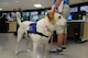 Bailey, a five year old pet therapy dog from the Miami Valley Pet Therapy Association, visits the staff at the 88th Medical Center’s intensive care unit on July 21, 2017. Bailey and the other pet therapy dogs who visit the medical center can help reduce stress, ease anxieties and reduce loneliness for both patients and staff members. (U.S. Air Force photo/Stacey Geiger)