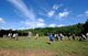 Ian, son of Tech. Sgt. Thomas Gentry, 603rd Air Operations Center air and air defense noncommissioned officer in charge, retrieves an arrow from a target during an Introduction to Archery course at the Kaiserslautern Rod & Gun Club on Vogelweh Military Complex, July 29, 2017. Students learned the art of archery using different styles of bows and arrows, sights, and weights. (U.S. Air Force photo by Airman 1st Class Savannah L. Waters)