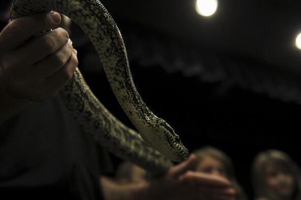 An python escaping an instructors grasp.