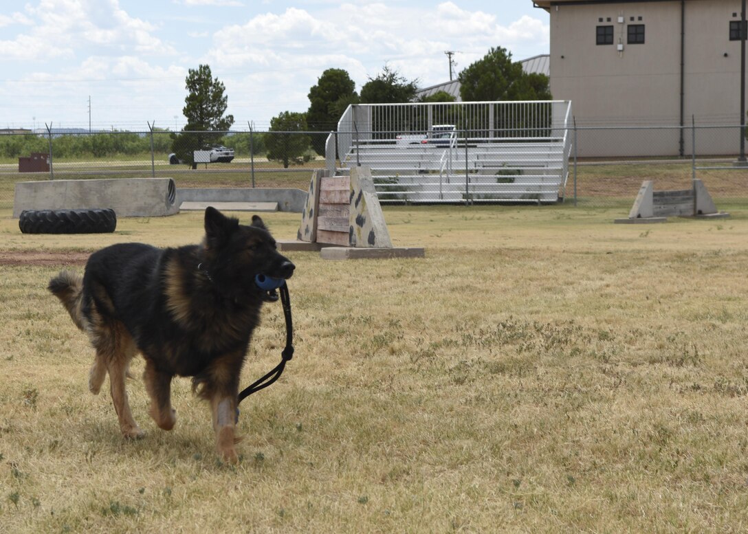 Dyess Vet Clinic keeps family pets, pet defenders healthy