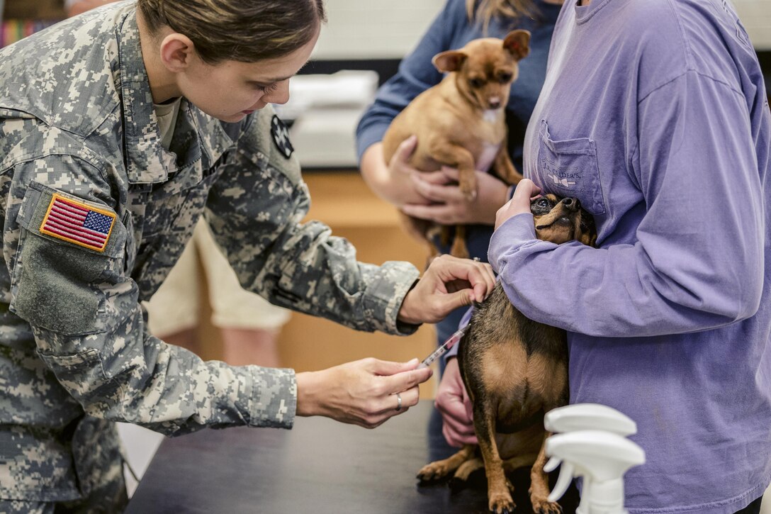 A soldier gives a shot to a dog.