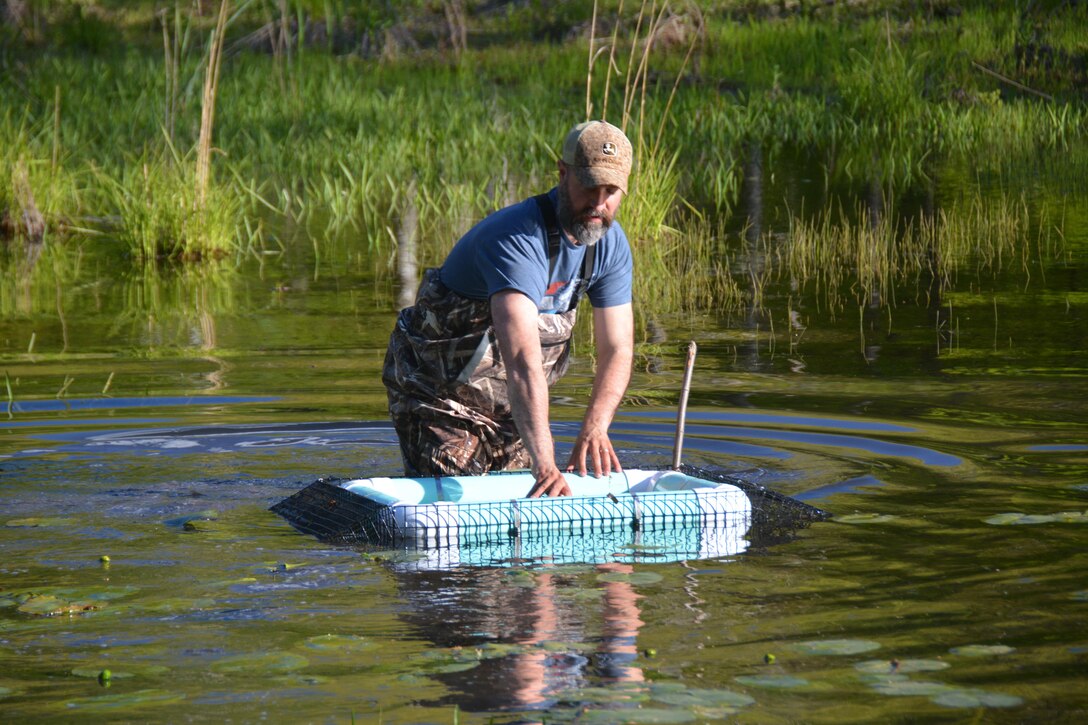 Chris Akios examines a basking trap to see if any spotted turtles have been captured.