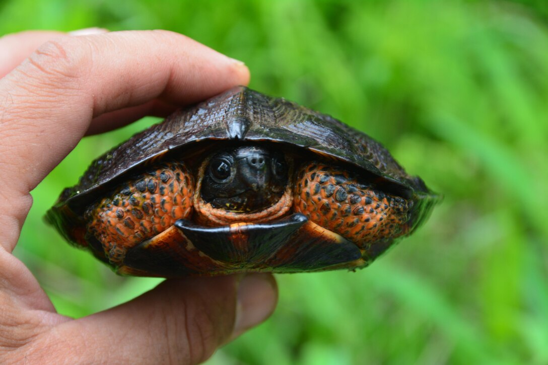 A wood turtle, about six years old, captured during the West Point installation survey.