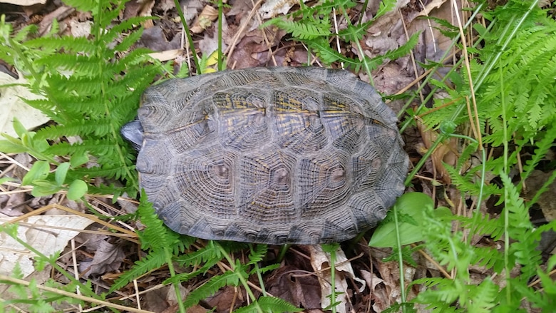 Surveyors walk far from the shoreline to find the elusive wood turtle, the most terrestrial of the northeastern U.S. turtle species, which is often found in areas other than bodies of water they live in.
