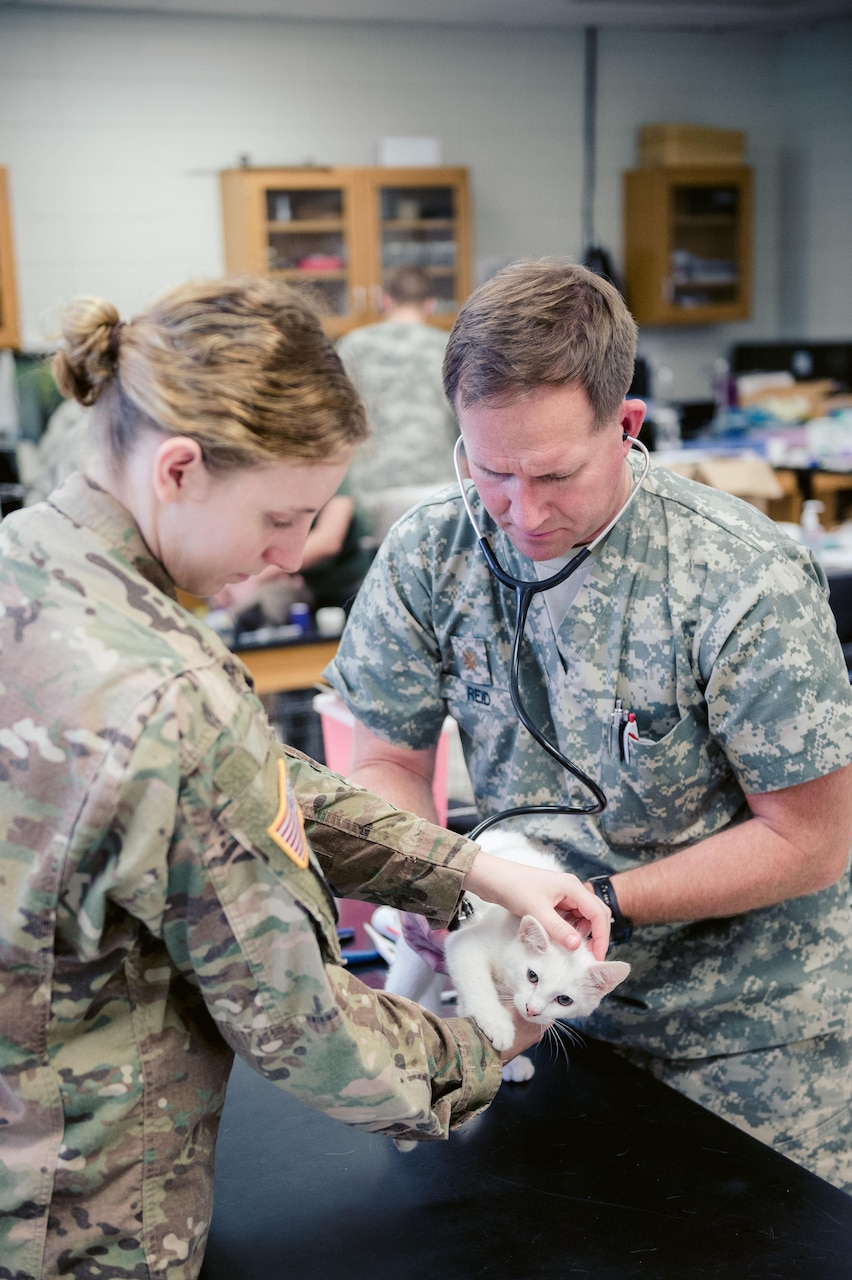 Veterinarian and technician examine a kitten