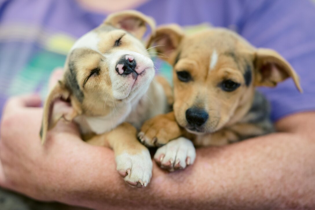 Smoky Mountain IRT Vet Clinic