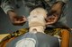 U.S. Air Force Staff Sgt. Navarre Brown, 86th Logistics Readiness Squadron individual protective equipment supervisor, prepares a CPR training mannequin for a class on Ramstein Air Base, Germany, Aug. 3, 2017. The 86th Medical Group conducted CPR training to prepare Airmen and civilians to train their unit members in CPR. (U.S. Air Force photo by Airman 1st Class Joshua Magbanua)