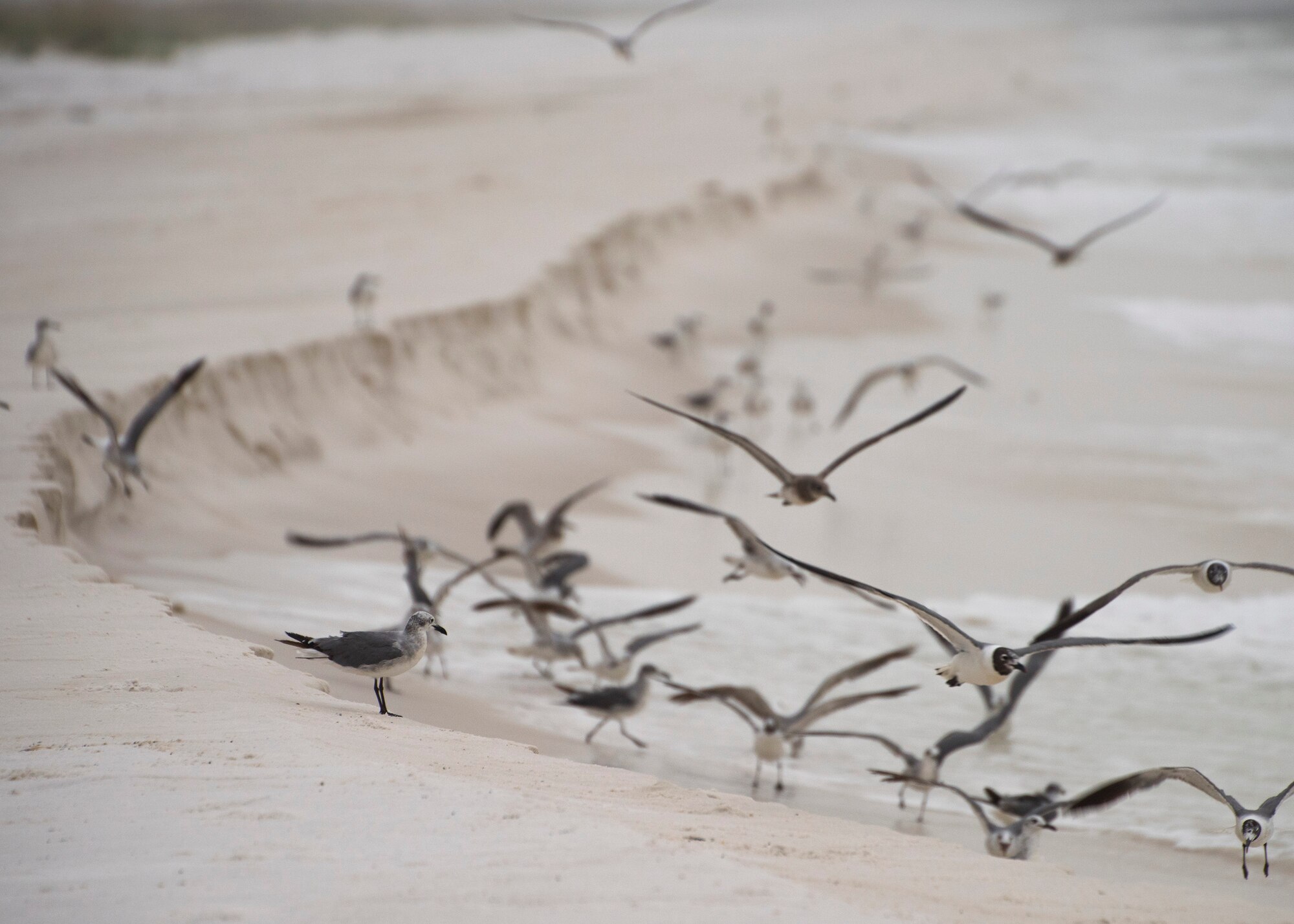 Life on the Santa Rosa Island Range.