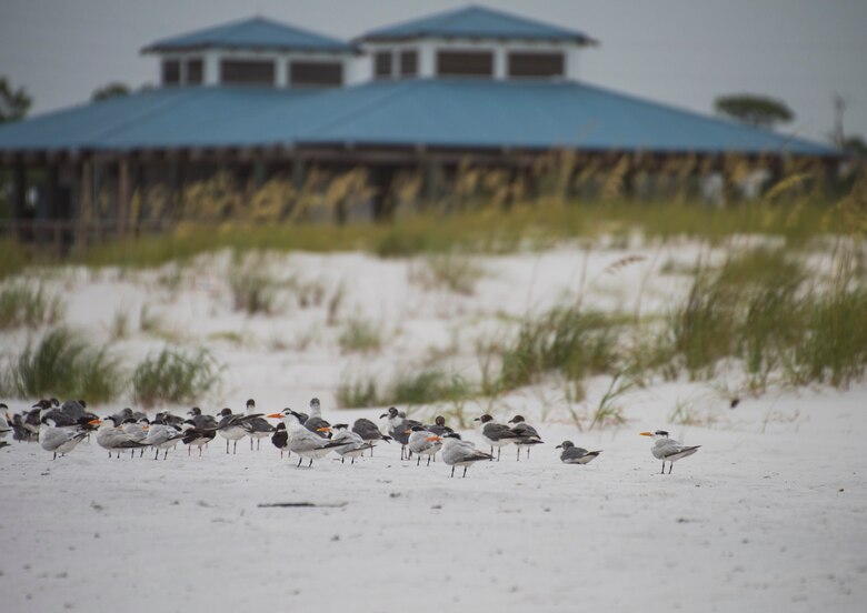 Eglin offbase beaches reopen > Eglin Air Force Base > Article Display