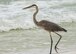 A great blue heron moves toward the ocean along the Santa Rosa Island Range shoreline July 29 at Eglin Air Force Base, Fla. (U.S. Air Force photo/Ilka Cole)