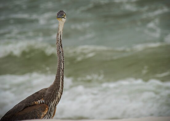 Life on the Santa Rosa Island Range.