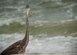 A great blue heron walks along the Santa Rosa Island Range shoreline July 29 at Eglin Air Force Base, Fla. (U.S. Air Force photo/Ilka Cole)