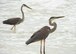 A pair of great blue herons wade in the ocean along the Santa Rosa Island range July 29 at Eglin Air Force Base, Fla. (U.S. Air Force photo/Ilka Cole)