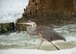 A great blue heron walks toward the ocean along the Santa Rosa Island Range shoreline July 29 at Eglin Air Force Base, Fla. (U.S. Air Force photo/Ilka Cole)