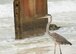 A great blue heron walks toward the ocean along the Santa Rosa Island Range shoreline July 29 at Eglin Air Force Base, Fla. (U.S. Air Force photo/Ilka Cole)