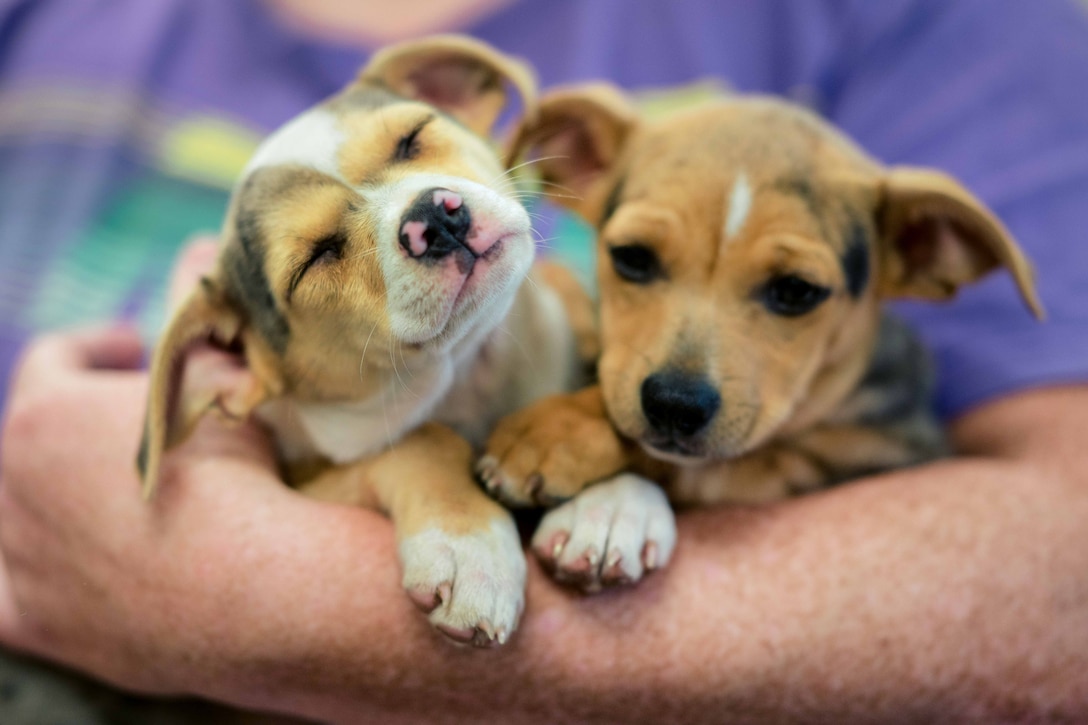 Two dogs named Rattler and Precious wait to receive an exam and vaccinations.
