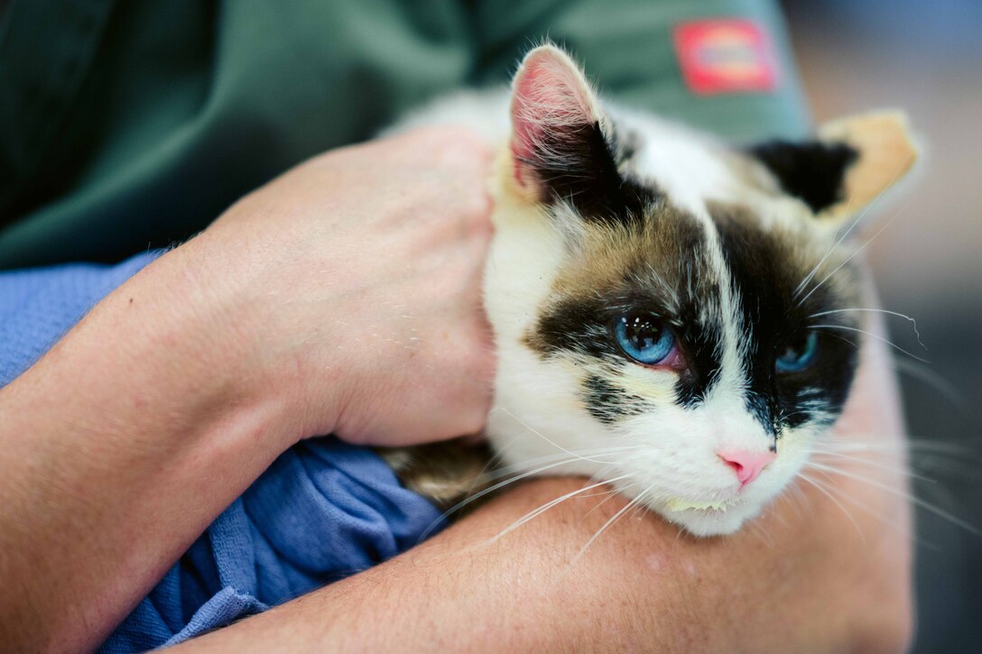 A cat named Calico receives preventative deworming medication.