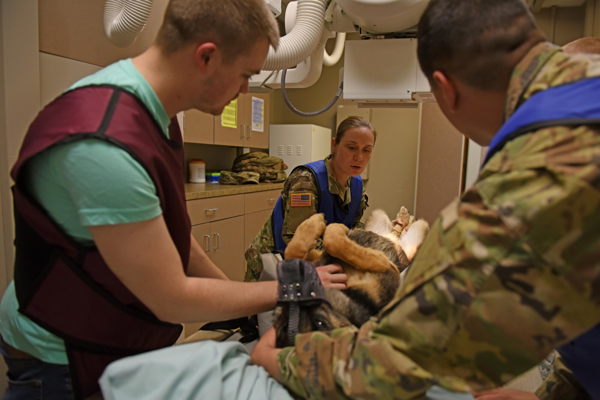 Capt. Margaret James, 92nd Medical Group veterinarian treatment facility officer, positions Military Working Dog Oxigen on her back during an x-ray exam Aug. 4, 2017, at Fairchild Air Force Base, Washington. X-ray exams for MWDs consist of gathering radiographic images of the spine, hips, knees, stomach, chest and teeth. (U.S. Air Force photo/Airman 1st Class Jesenia Landaverde)