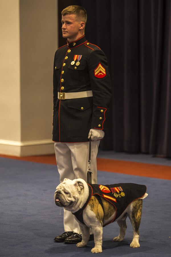 Corporal Tyler Blattler, mascot handler, escorts Cpl. Chesty XIV, official Marine Corps mascot, during an indoor ceremony at Marine Barracks Washington D.C., Aug. 11, 2017. The guest of honor for the parade was Secretary of Agriculture, the Honorable Sonny Perdue, and the hosting official was the Assistant Commandant of the United States Marine Corps, Gen. Glenn M. Walters. (Official Marine Corps photo by Lance Cpl. Damon Mclean/Released)