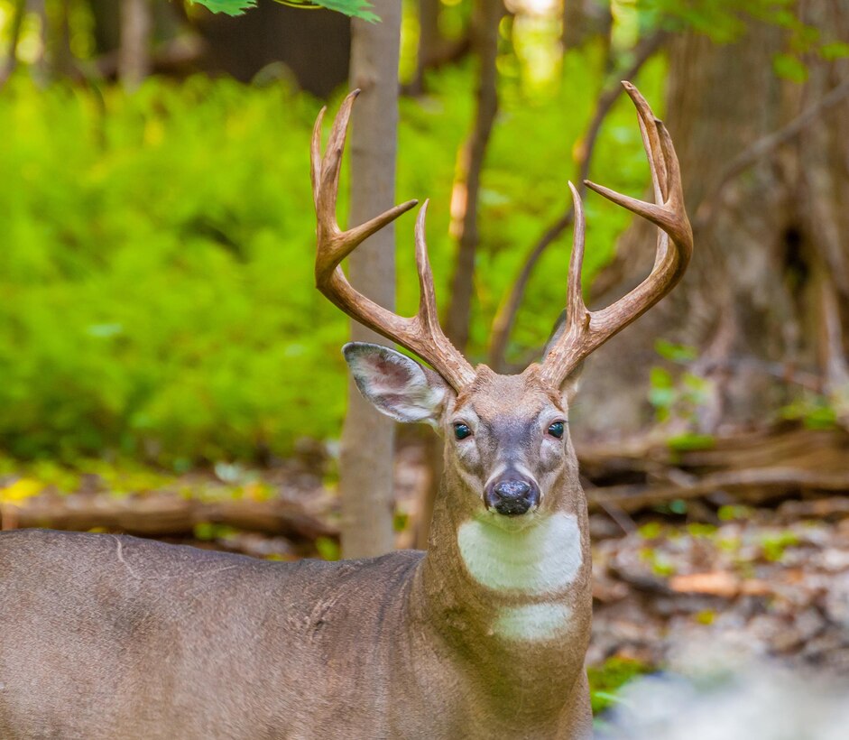 Several states in the Mobile District kick off their deer hunting season in September. As you prepare for hunting season make sure you have the right certifications. Contact your local project office for more information.