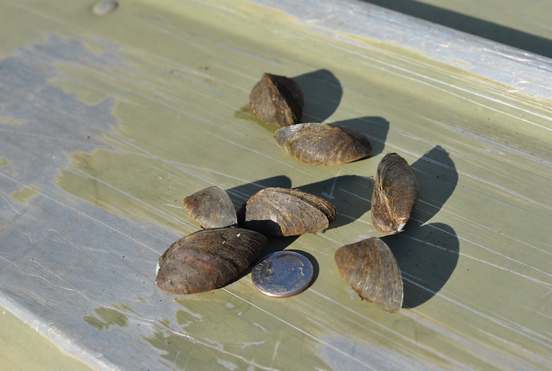 Zebra mussels found in Smithville Lake.