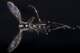 A mosquito sits on an exam slide, Aug. 9, 2017, at Yokota Air Base, Japan. After gathering mosquitos the 374th Public Health department separate the female mosquitos and sends them to an entomologist at Kadena Air Force Base, Japan, to be further examined for any viruses or diseases. (U.S. Air Force photo by Airman 1st Class Donald Hudson)