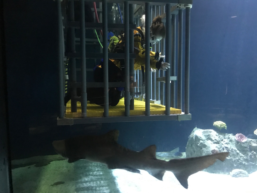 Shark swimming past soldier watching in underwater cage.