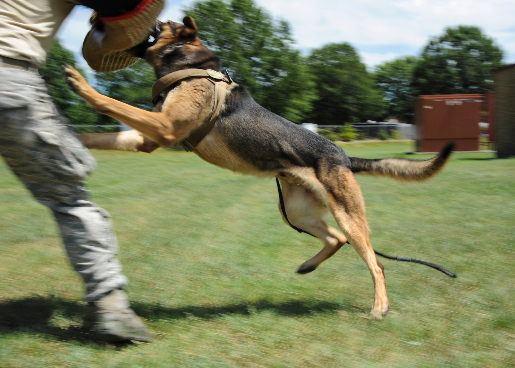 U.S. Air Force military working dog Toni, assigned to the 633rd Security Forces Squadron, attacks on command at Joint Base Langley-Eustis, Va., Aug. 4, 2017.