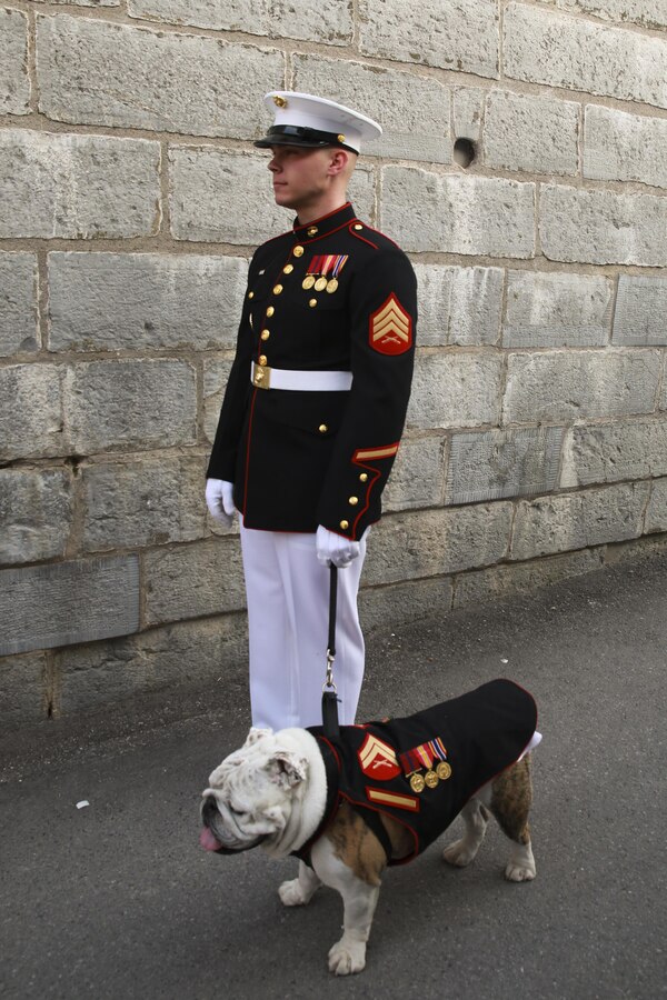Sgt. Brandon T. Webb, mascot handler, escorts Corporal Chesty XIV, official Marine Corps mascot, during a combined ceremony at Kingston, Ontario, Canada, Aug. 19, 2017. This visit marked the anniversary of the Ogdensburg Agreement, which was signed by President Roosevelt and Prime Minister King to bind the two nations in the combined defense of North America. Since then, the two units have paraded together countless times both at the Fort and at Marine Barracks Washington. (Official U.S. Marine Corps photo by Lance Cpl. Damon McLean/Released)