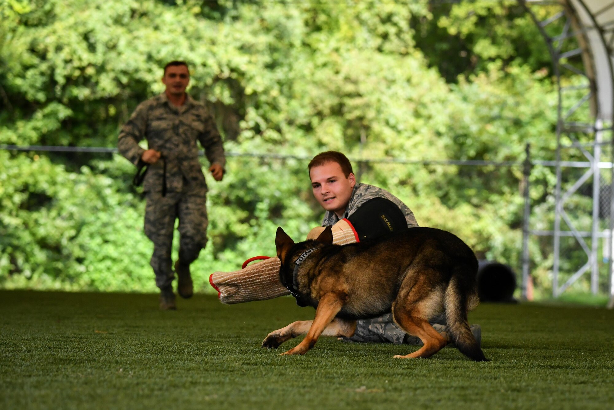 Senior Airman Jordan Crouse, 2nd Security Forces Squadron military working dog handler, orders MWD Hector to chase and immobilize Senior Airman Colin Manning, 2nd Security Forces Squadron military working dog handler, during patrol dog certification evaluation at Barksdale Air Force Base, La., Aug. 11, 2017. Hector was required to perform aggression drills and demonstrate an active response to commands before moving on to the next level of evaluation.