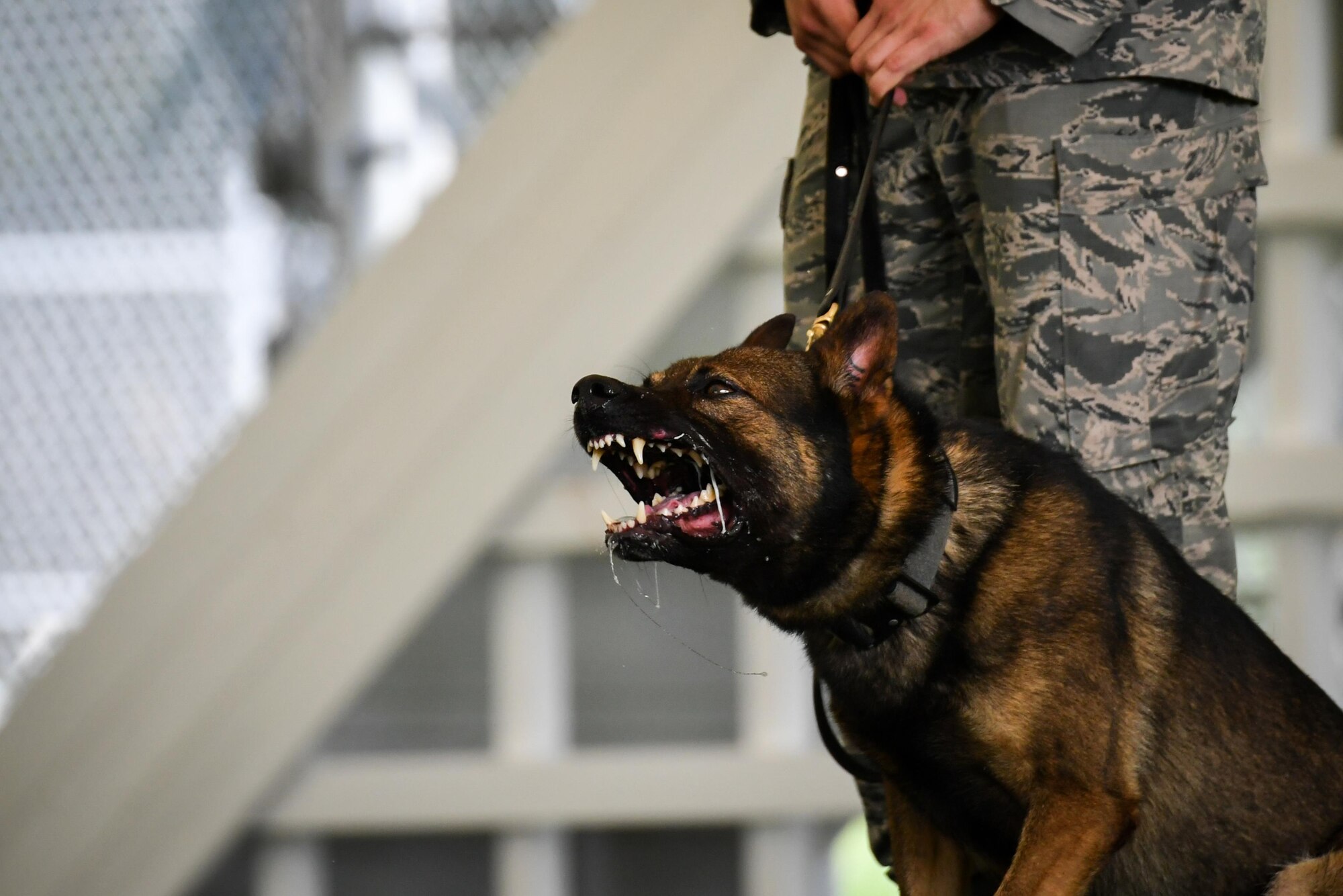 Hector, a 2nd Security Forces Squadron military working dog, prepares to begin a bite drill during a patrol dog certification evaluation at Barksdale Air Force Base, La., Aug. 11, 2017. Hector completed basic obedience tasks, an obstacle course, aggression drills and gunfire and scouting and building search tasks.