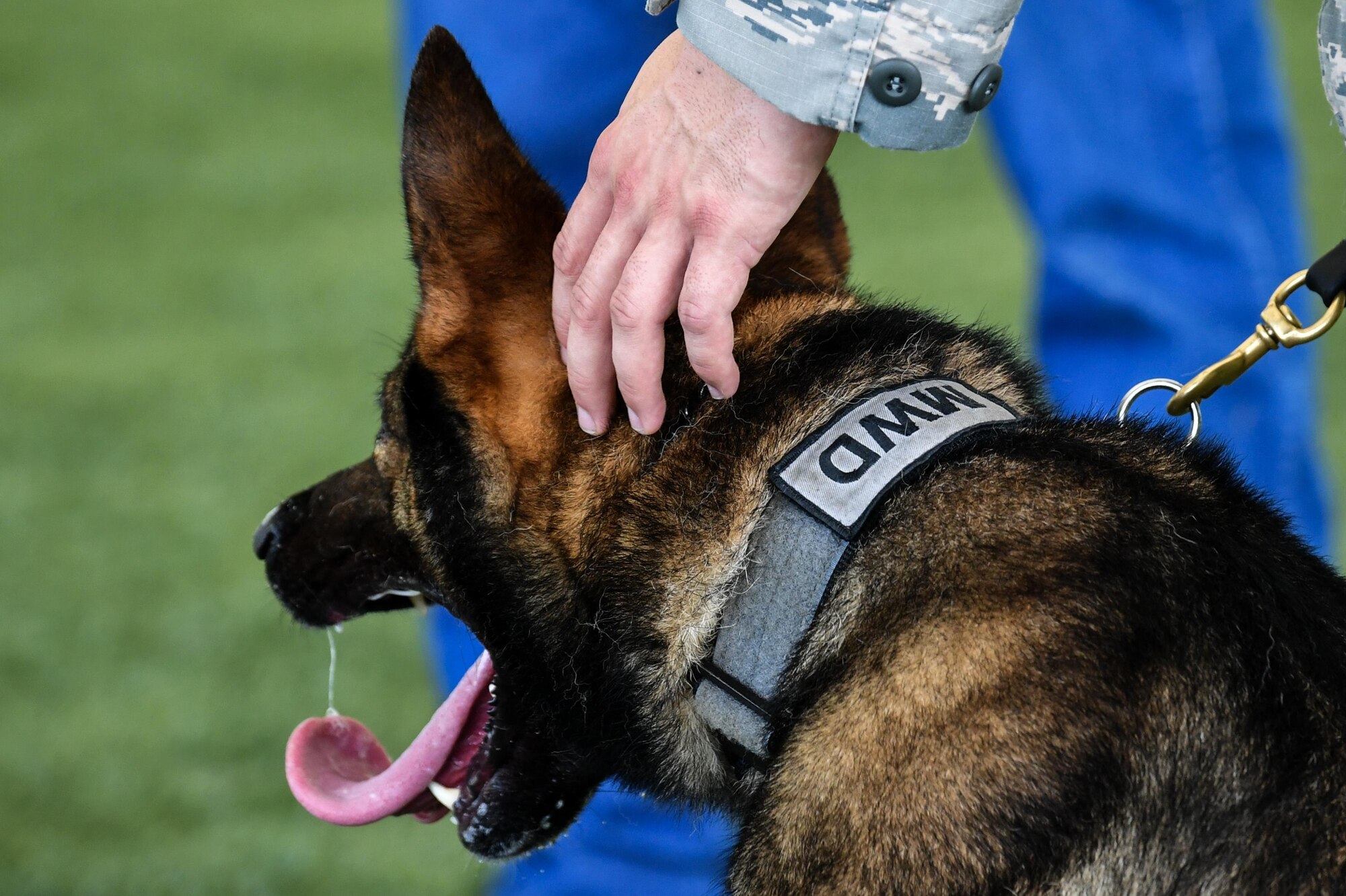 Senior Airman Jordan Crouse, 2nd Security Forces Squadron military working dog handler, pets his MWD Hector during a patrol dog certification qualification at Barksdale Air Force Base, La., Aug. 11, 2017. The evaluation was conducted to upgrade Hector from a single to a double purpose detection dog status to a dual status detection and patrol dog.
